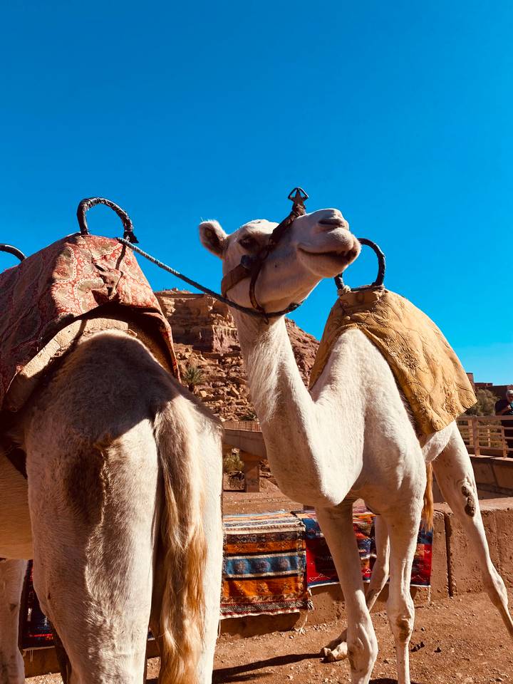 Close-up of two saddled camels against bright blue desert sky and rocky adobe backdrop.