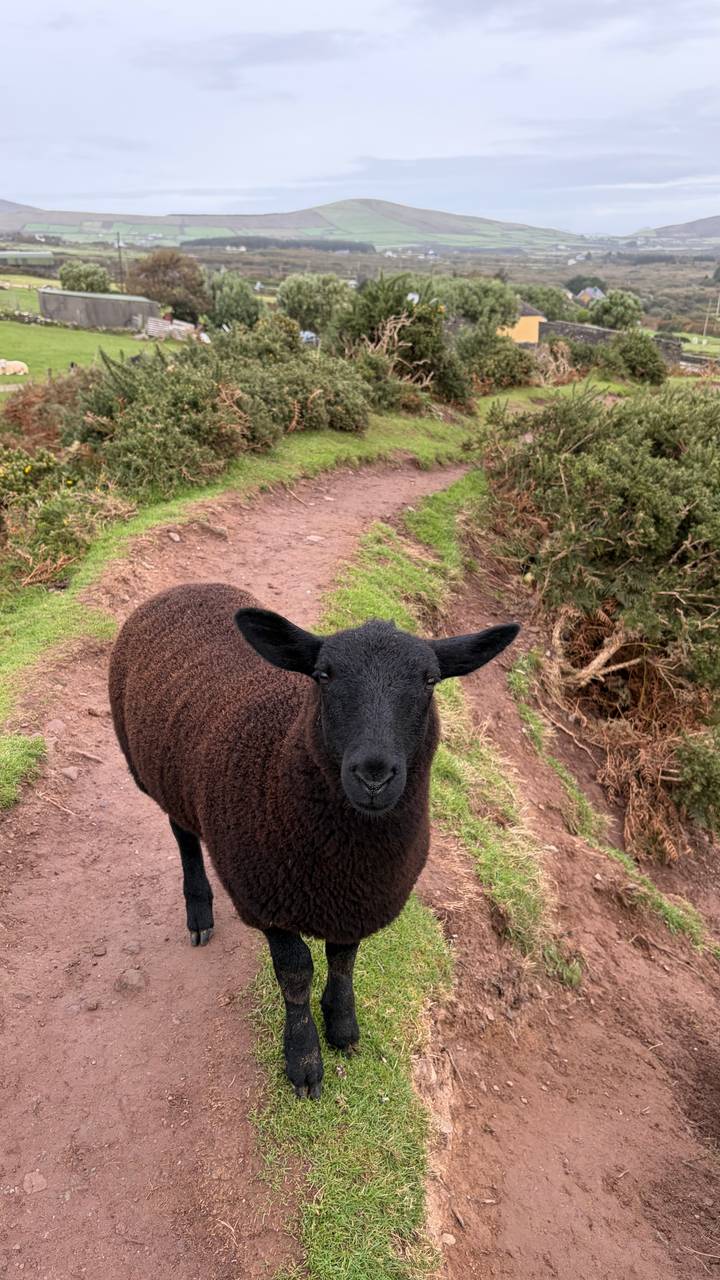 Close-up of a dark brown sheep standing on a dirt hiking path flanked by gorse bushes.