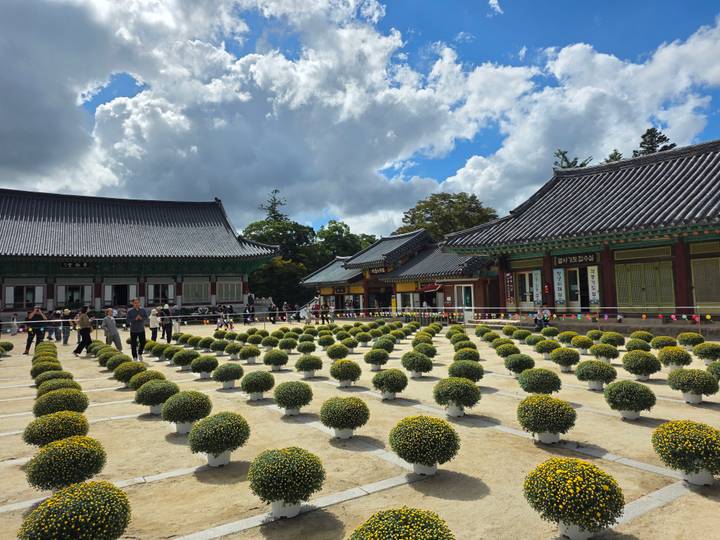 Temple courtyard lined with decorative chrysanthemum pots and visitors exploring