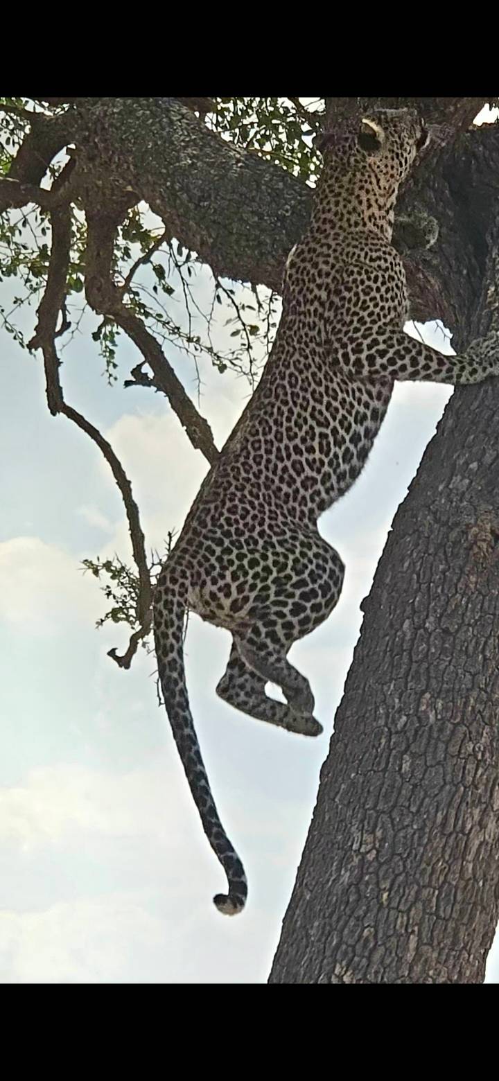 Leopard climbing down the trunk of an acacia tree against pale sky.