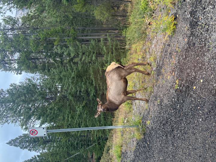 Young elk standing beside a roadside in a dense conifer forest with a no-parking sign.