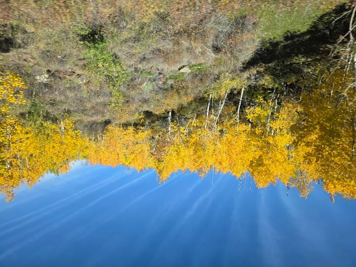 Golden aspens glow against a blue sky during autumn in the Rockies.