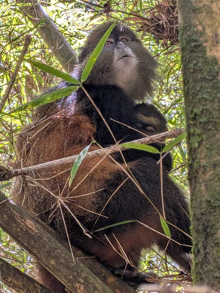 Mountain gorilla partially hidden among bamboo stalks and branches in dense forest.