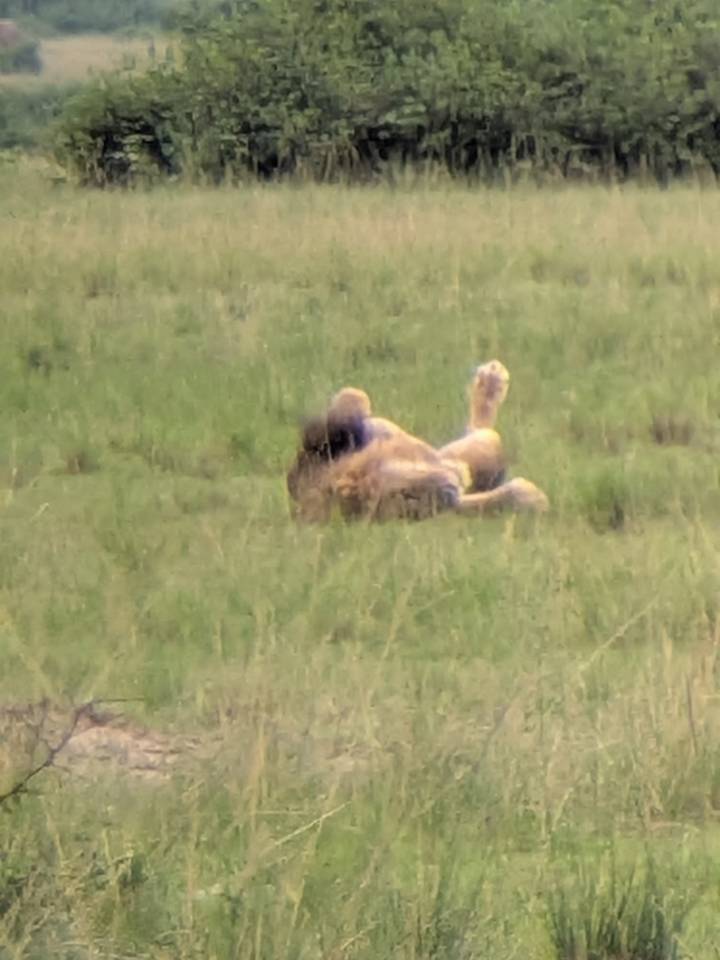 Distant lion lying on its back in tall grass, barely visible in a hazy field.