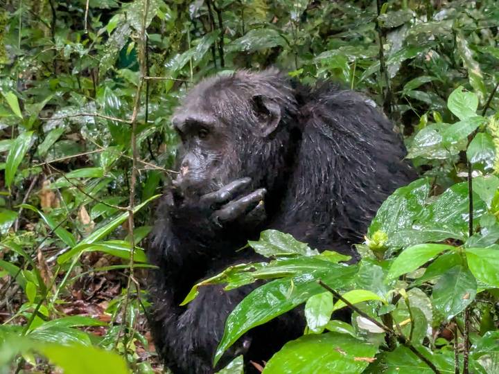Chimpanzee sitting in lush rainforest foliage, hand raised to its mouth in thoughtful pose.