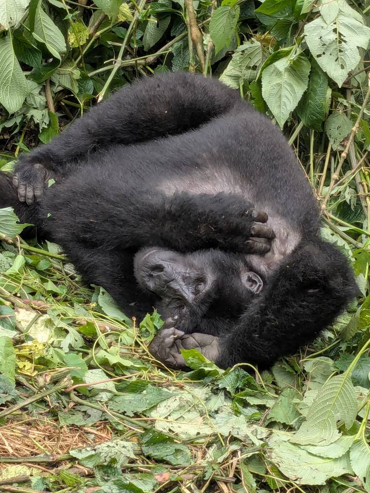 Gorilla lying on its back in vegetation, covering its face with an arm in a relaxed pose.