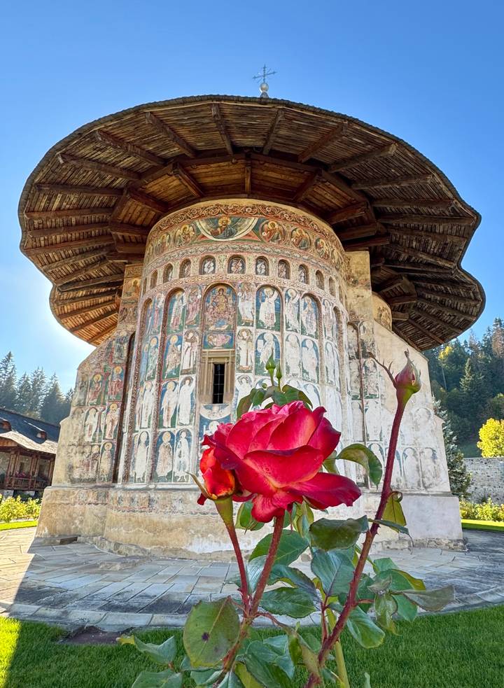 Rose blossom in front of intricately painted Moldovita monastery walls and wooden roof.