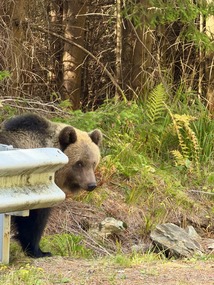 Wild brown bear peering from behind a metal roadside barrier surrounded by forest vegetation