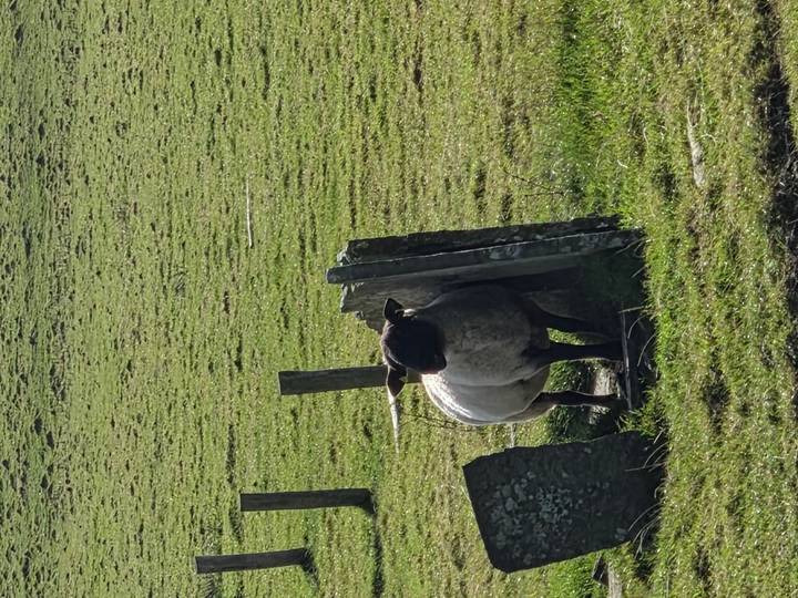 Solo sheep stands between weathered stone posts in a grassy Irish field.