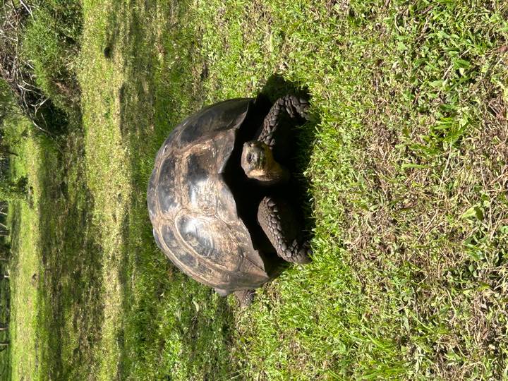 Large Galapagos giant tortoise resting on green grass in dappled sunlight.