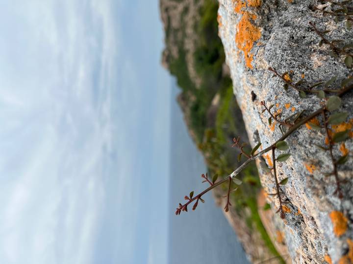 Macro shot of twig on lichen-covered rock with blurred coastline under overcast sky.