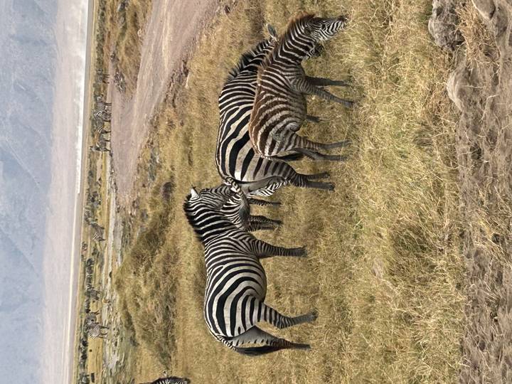 A small herd of zebras grazes on dry grasslands with distant wildlife dotted across the plain.