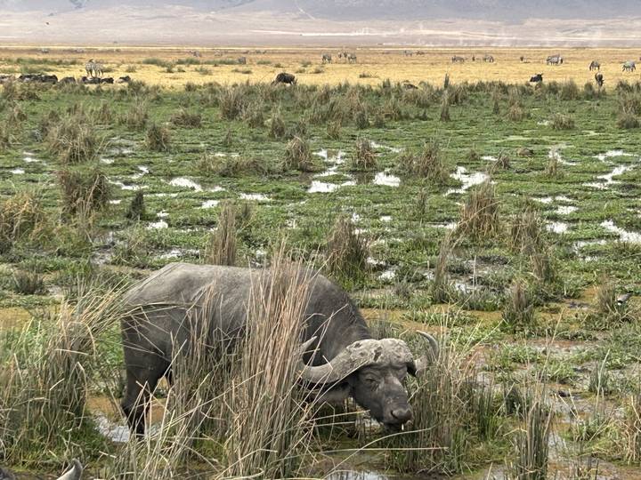A Cape buffalo grazes in a marshy wetland dotted with reeds and pools.