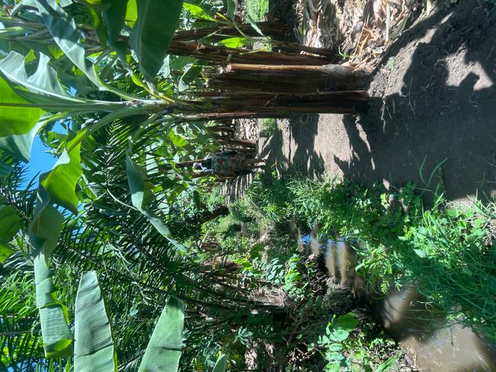 Travellers walk along a narrow irrigation path beneath dense banana palms on a sunny day.