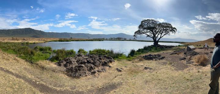 A tranquil round lake surrounded by reeds and a single acacia tree under a bright sky.