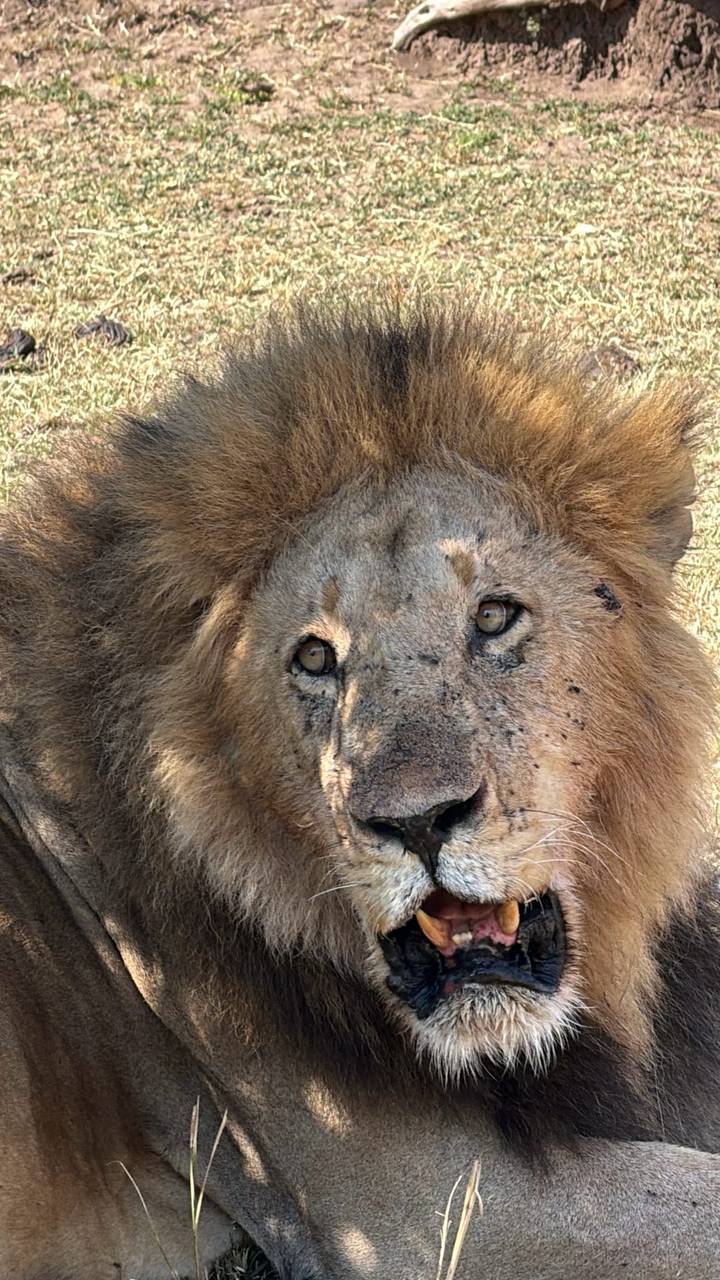 Close-up of a male lion’s expressive face showing golden eyes and weathered mane.