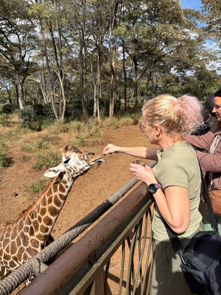 Visitor leans over a railing to hand-feed a giraffe extending its tongue.