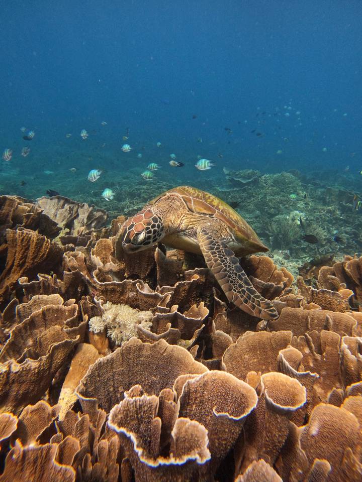 Underwater image of a sea turtle gliding over thriving coral reef teeming with striped fish in clear blue water.