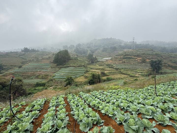 Misty terraced fields of vegetables on rolling hills fade into fog under a grey sky.