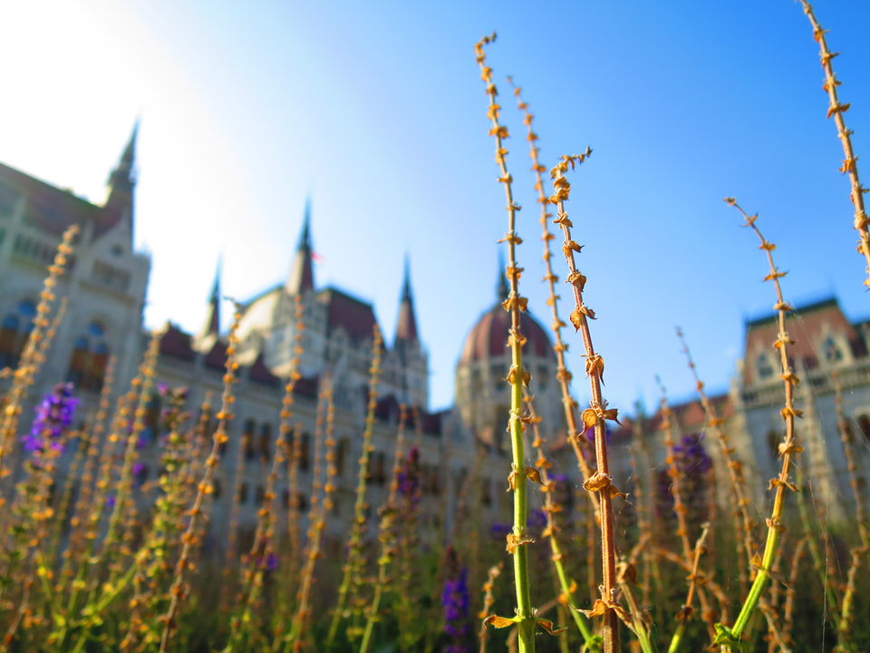 Fleurs mises au point avec un bâtiment historique à l'arrière-plan.