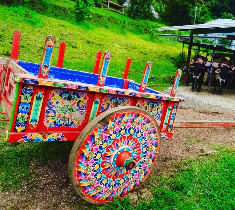 Une charrette à bœufs aux couleurs vives sur un chemin de terre.