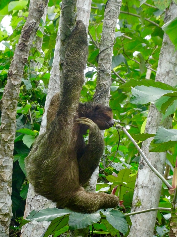 Un paresseux suspendu à un arbre dans une forêt luxuriante.