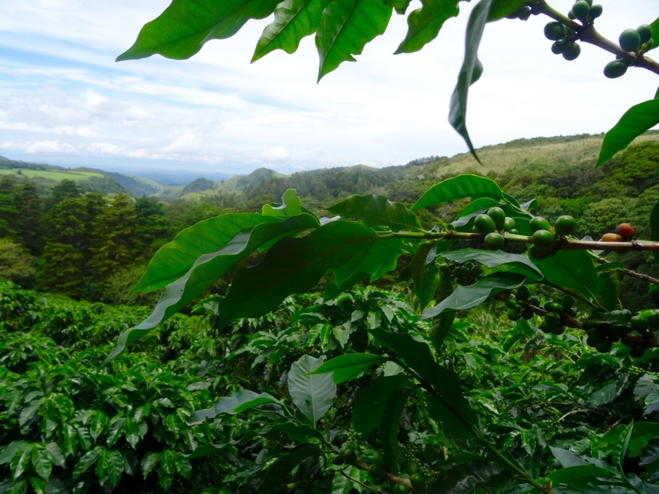 Gros plan sur des plants de café avec des montagnes en arrière-plan.