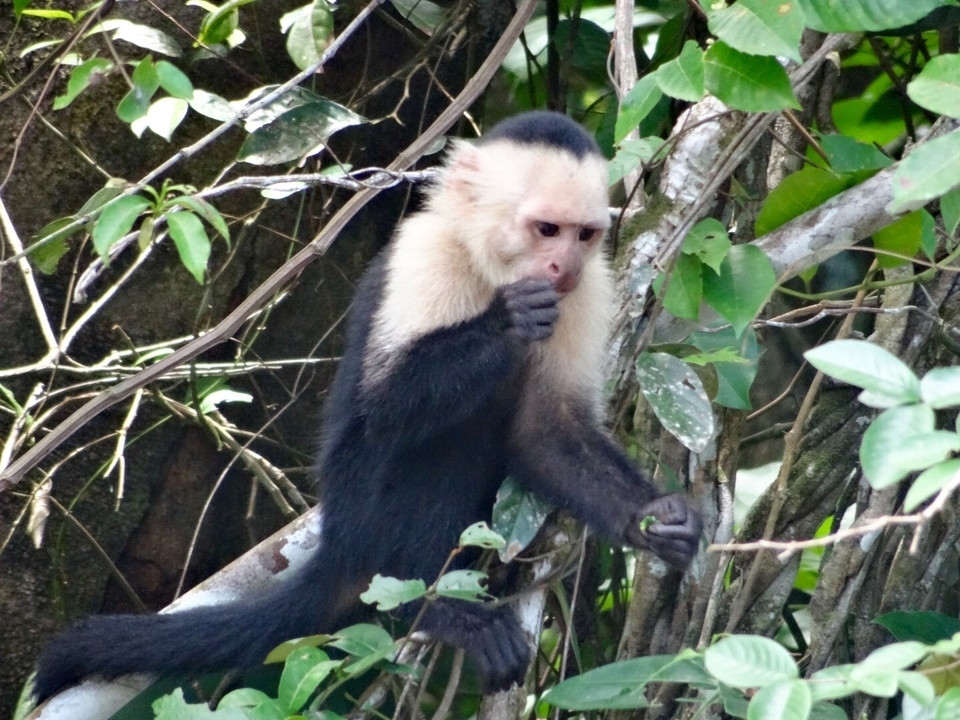 Un singe dans la forêt tenant une branche.