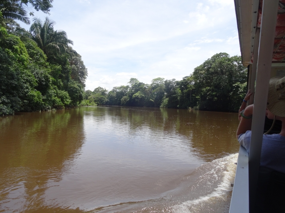 Promenade en bateau sur une rivière brune entourée d'une forêt dense.