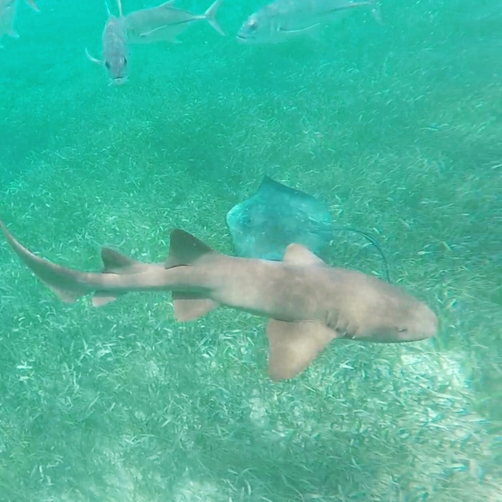 Vue sous-marine d'un requin et d'une raie.