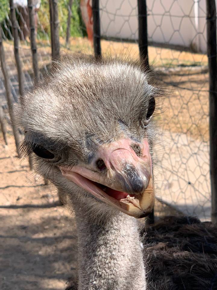 Close-up of an ostrich's face with beak open.