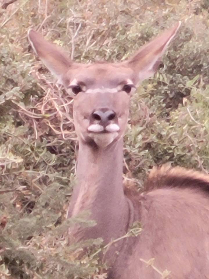 Animal in a bushy area, likely a type of antelope.