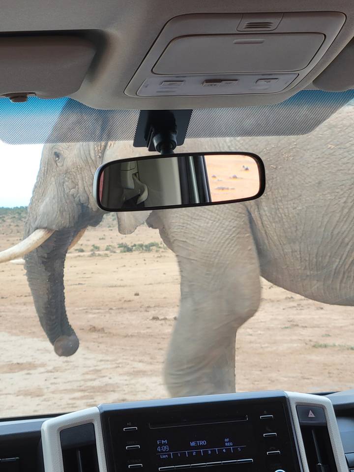 Elephant seen through a vehicle window.