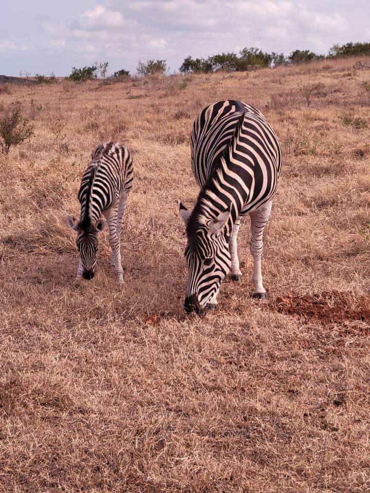 Two zebras grazing in a dry area.