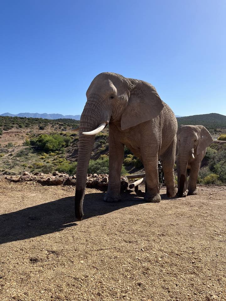 Éléphant dans la nature.