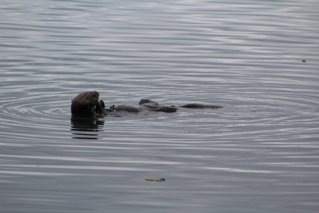 Loutre flottant sur le dos en eau calme.
