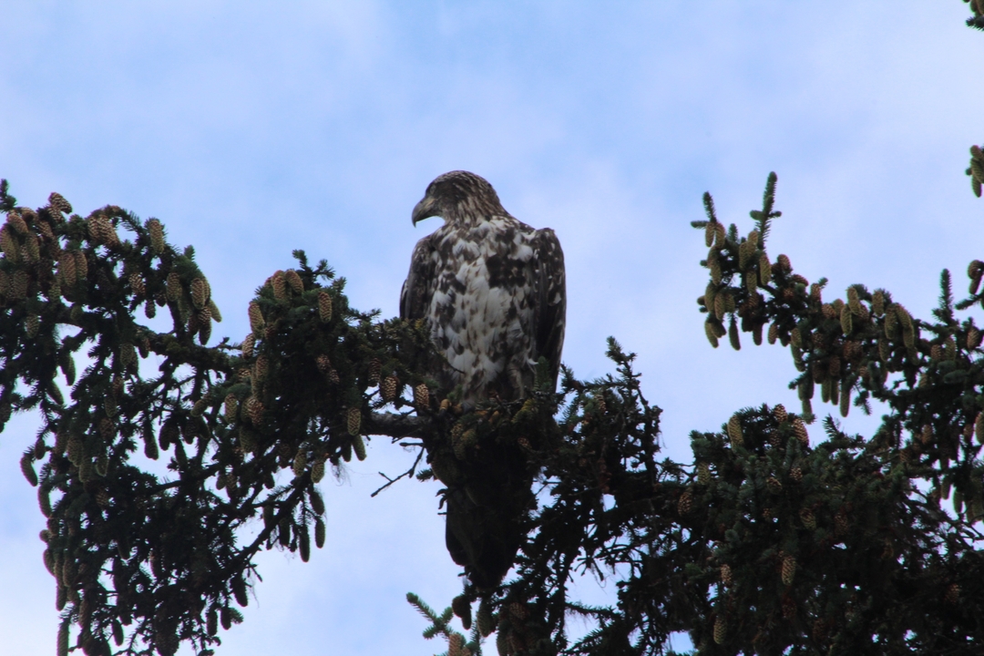 Oiseau de proie perché sur une branche d'arbre.