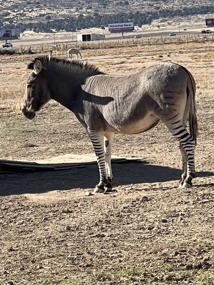 Un animal sauvage se tenant près d'une route avec des montagnes en arrière-plan.