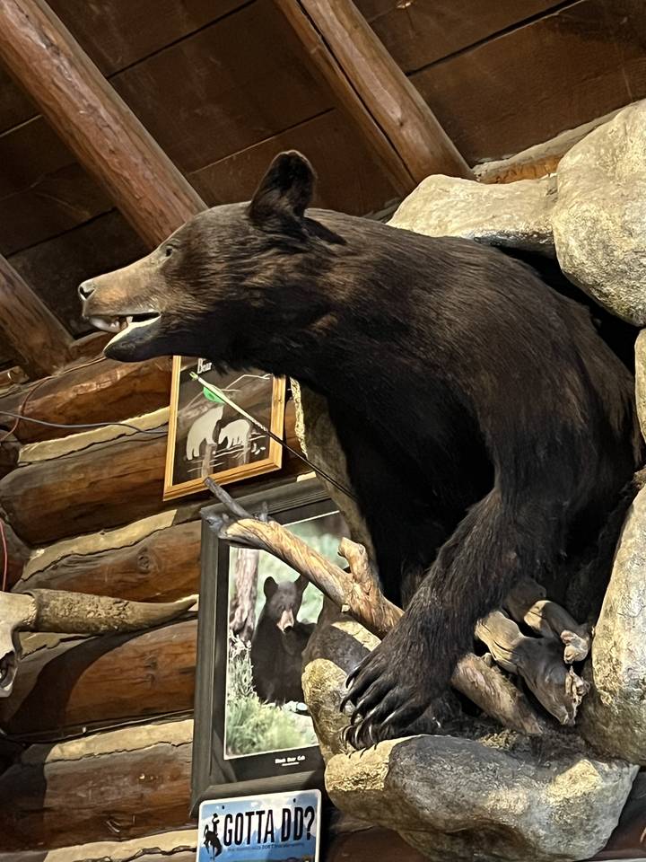 Ours empaillé monté au mur à l'intérieur.