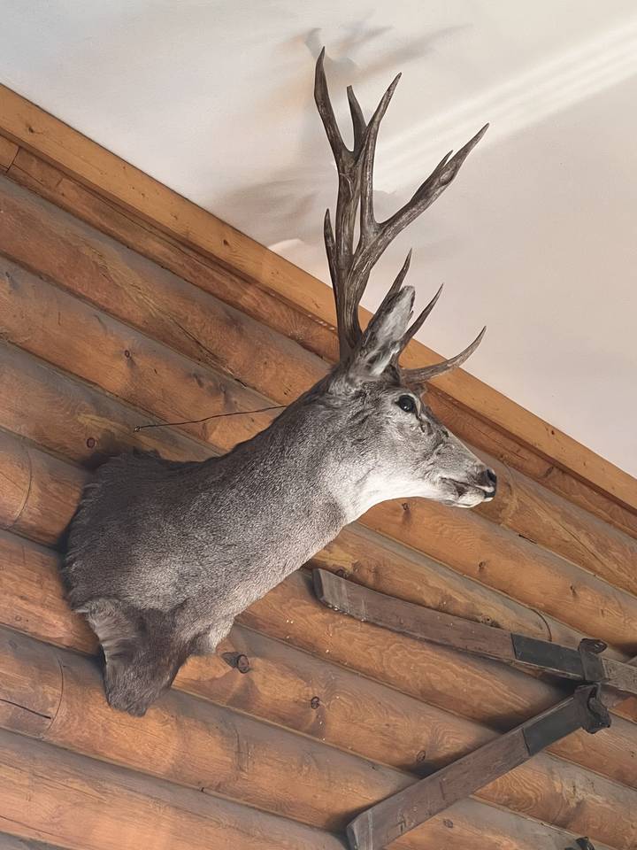 Tête de cerf empaillée montée sur un mur en bois.