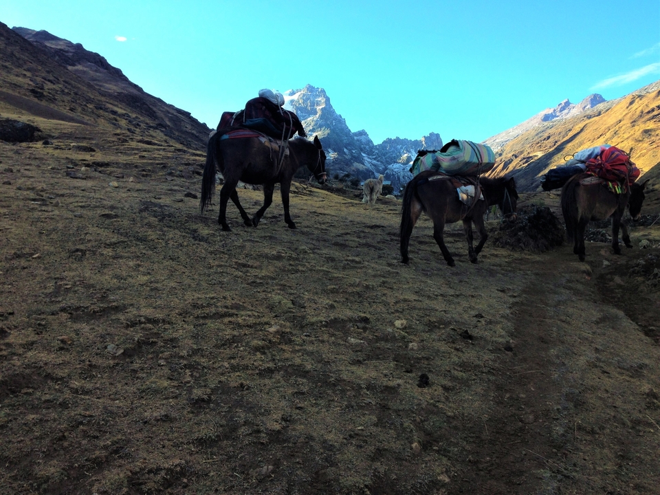 Animaux de bât marchant le long d'un sentier de montagne accidenté.