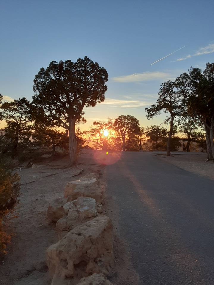 Vue de coucher de soleil avec des silhouettes d'arbres du désert.