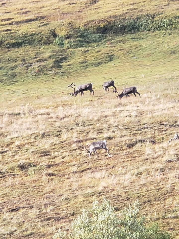 Vue aérienne d'animaux sauvages broutant dans un champ.