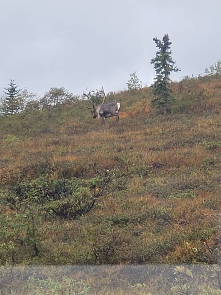 "Faune sauvage broutant dans un champ avec des arbres clairsemés."