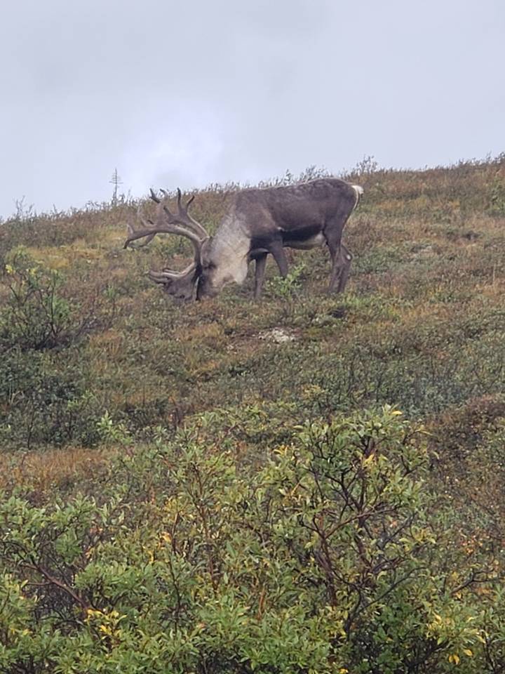 Grand cerf avec des bois broutant dans un champ.