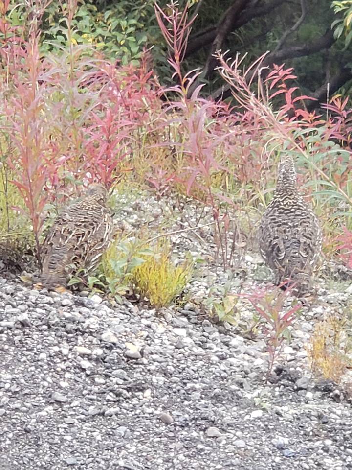 Oiseaux sauvages se nourrissant au sol avec un feuillage coloré.