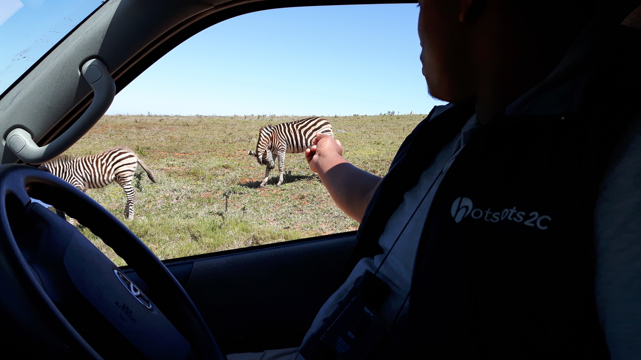 Zèbres broutant devant la fenêtre d'une voiture.