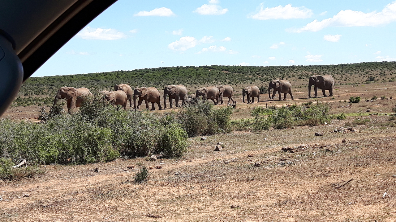 Herd of elephants walking across a grassy plain.