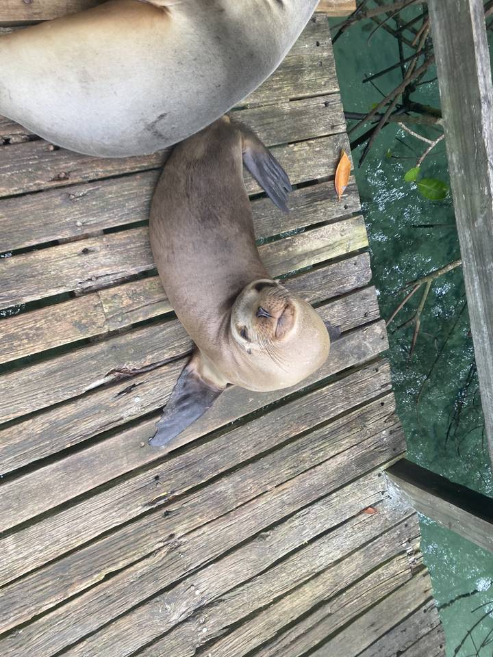 Phoque allongé sur une terrasse en bois avec de l'eau en arrière-plan.