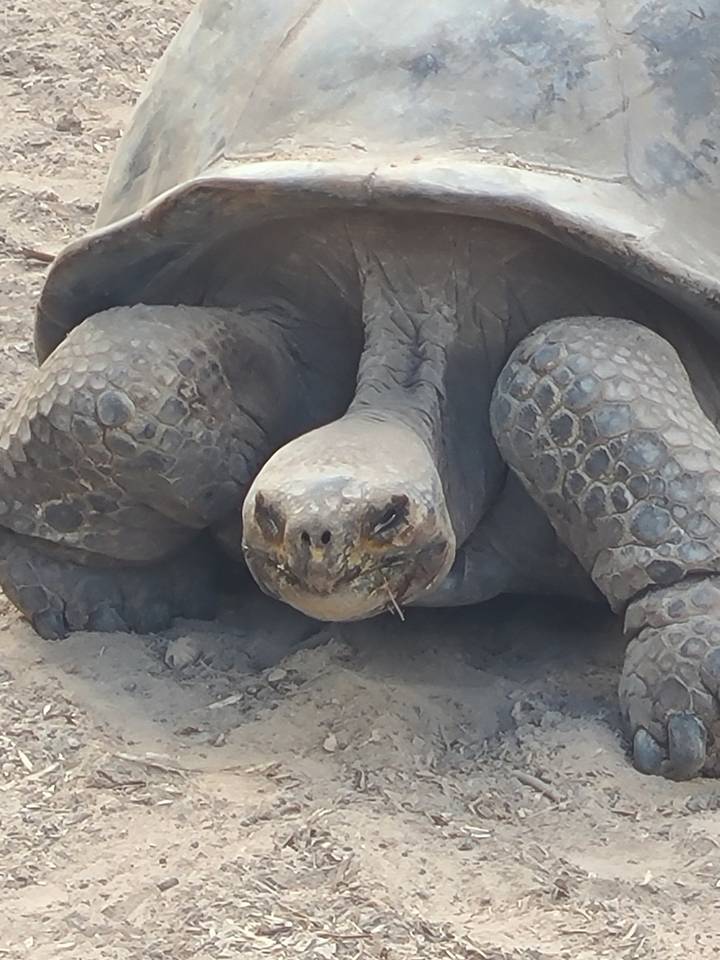 Gros plan d'une tortue géante au sol.